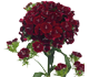 گل قرنفل سانتاما